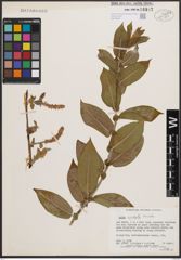 Foto von Salix cordata Michx.